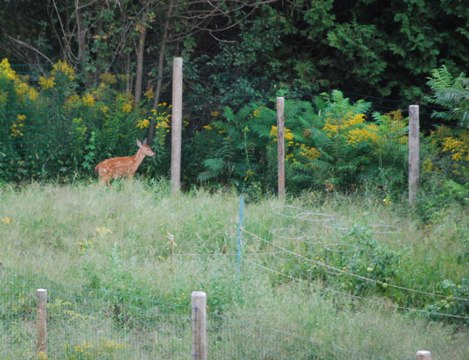 HOW TO KEEP DEER OUT OF A GARDEN