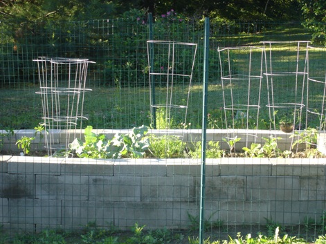 raised bed fenced in