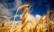 wheat hunger