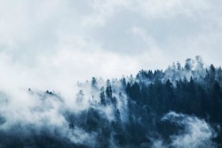 ominous_forest_cold