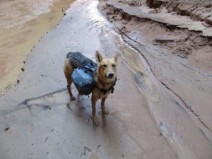 SHTFblog survival cache bug out dog pack Copy