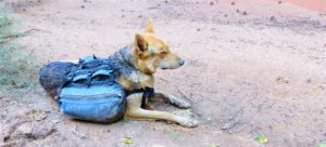 SHTFblog survival cache bug out dog pack granite gear Copy