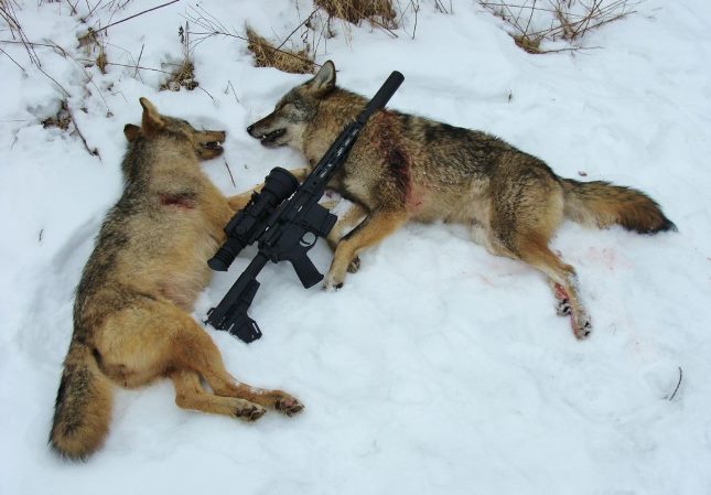 AR-15 coyotes