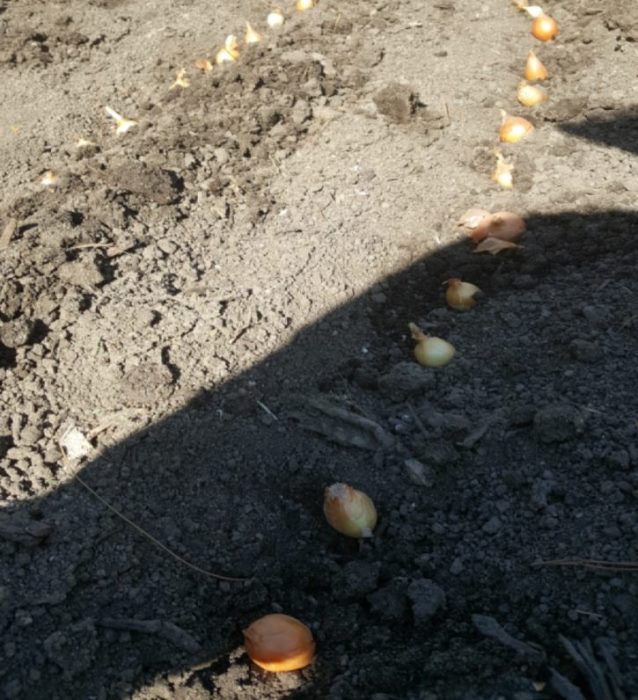 onion planting
