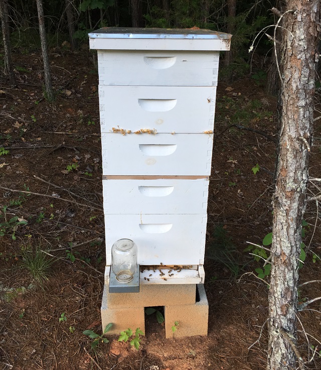full hive