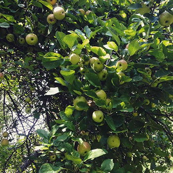 apple tree found on public land