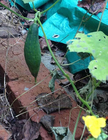 old cucumber found at abandoned site