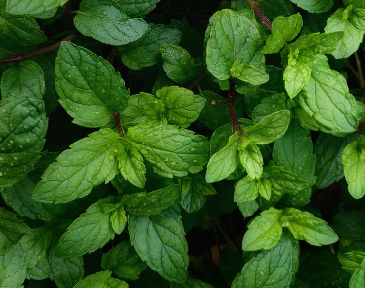 Repel bugs naturally with mint.
