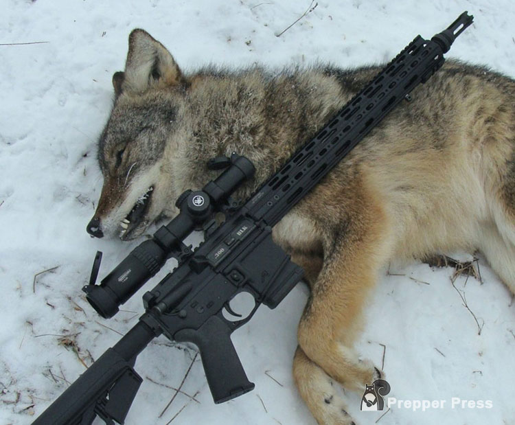 coyote and .30 caliber ar-15