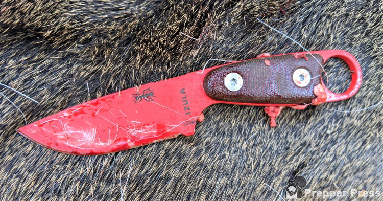 ESEE Izula after dressing a whitetail deer.