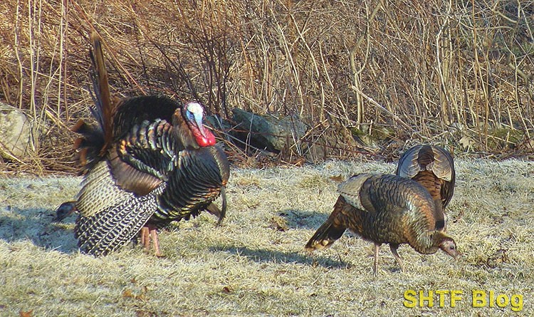 electronic calls for turkeys feature