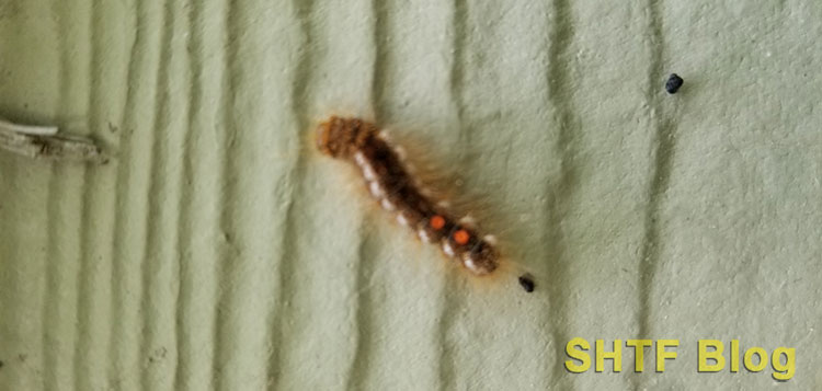 browntail moth caterpillar