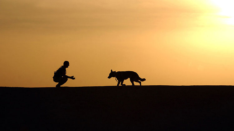 military dog training at sunset