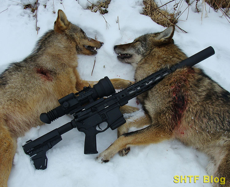300 blackout and coyotes