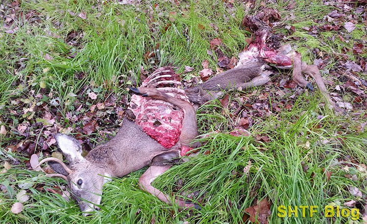 SB 57 Coyote Deer Remains