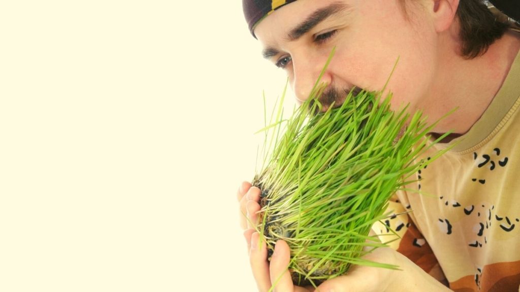 can humans eat grass feature
