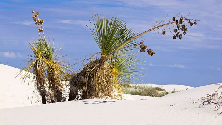 yucca plant in desert
