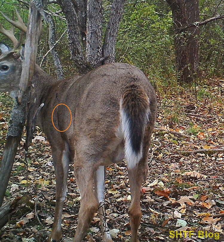 SB 74 Deer Buck Qtr Aim
