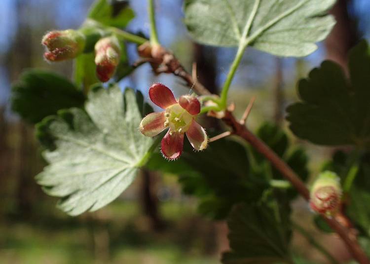Gooseberry (R. hirtellum/R. uva-crispa)