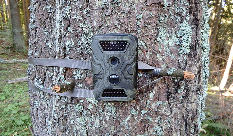 hidden game camera tied to tree