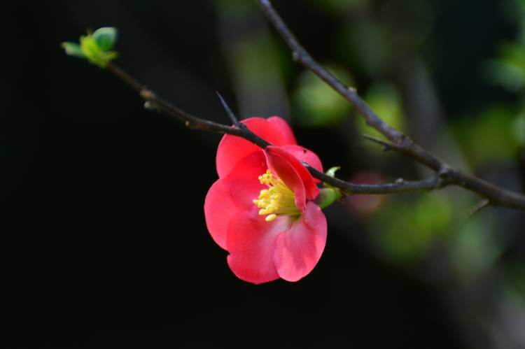 Japanese Quince (C. japonica)
