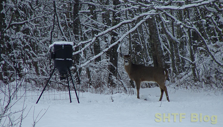 deer feeder in winter