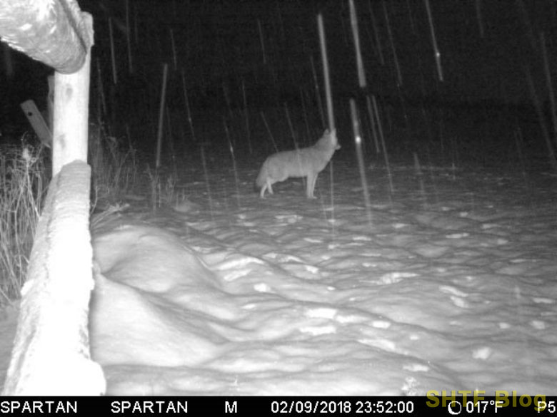 coyote on spartan game camera